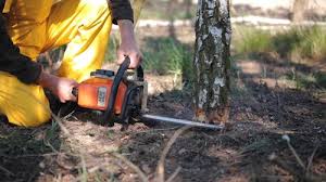 Best Stump Grinding and Removal  in Holloman Af, NM