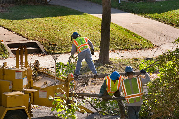 How Our Tree Care Process Works  in  Holloman Af, NM